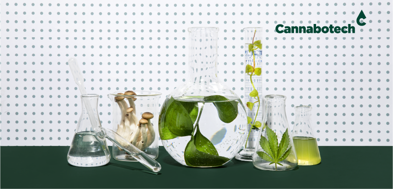 Unlocking the Power of Functional Mushrooms: Top Varieties & Benefits