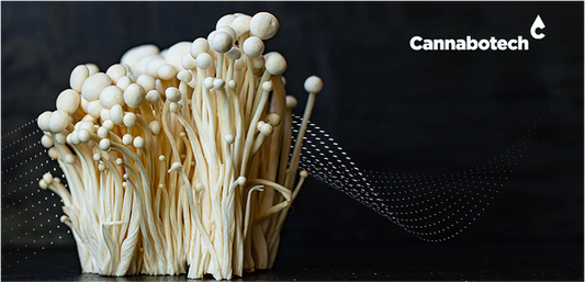 best mushrooms for health | best mushrooms for gut health