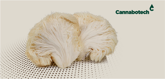 Best Mushrooms for Focus