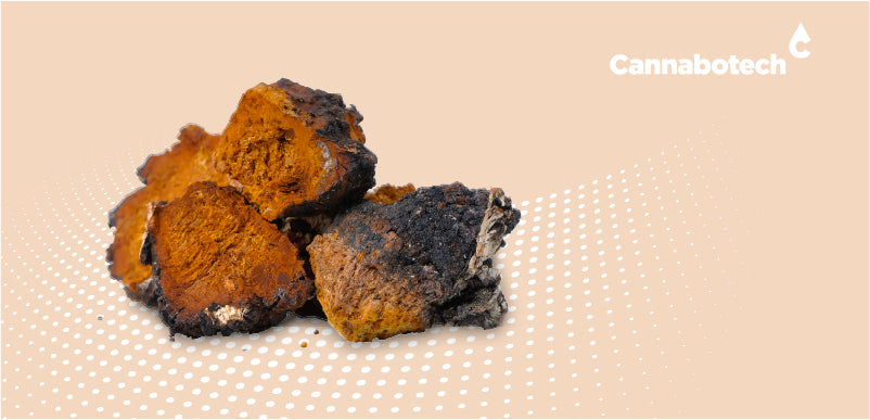 Chaga Mushroom Guide: Benefits, Side Effects & More