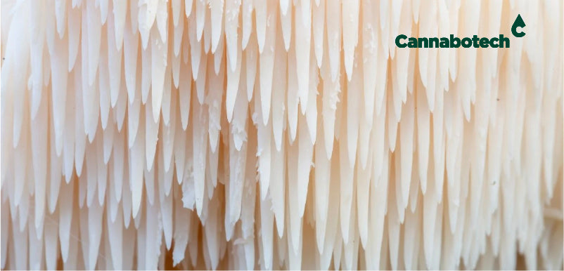 Lion's Mane Mushroom in the UK: Benefits, Side Effects, and More