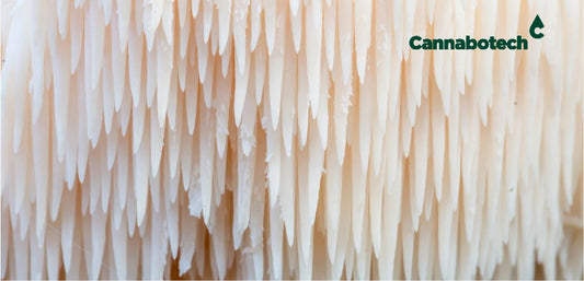 Lion's Mane Mushroom in the UK: Benefits, Side Effects, and More