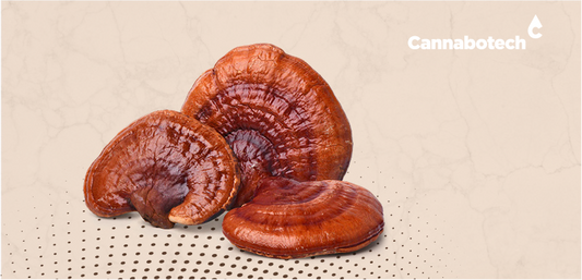 reishi mushrooms for anxiety