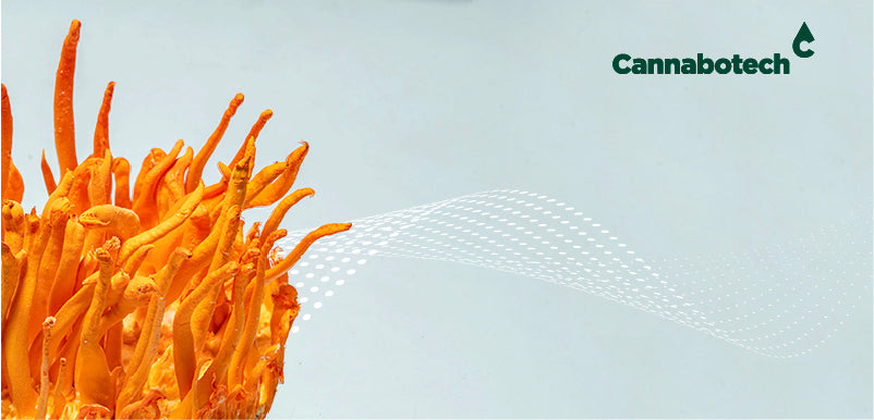 Cordyceps Mushroom for UK | Cordyceps Mushroom Powder