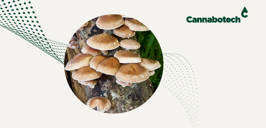 Shiitake Mushrooms for UK Consumers