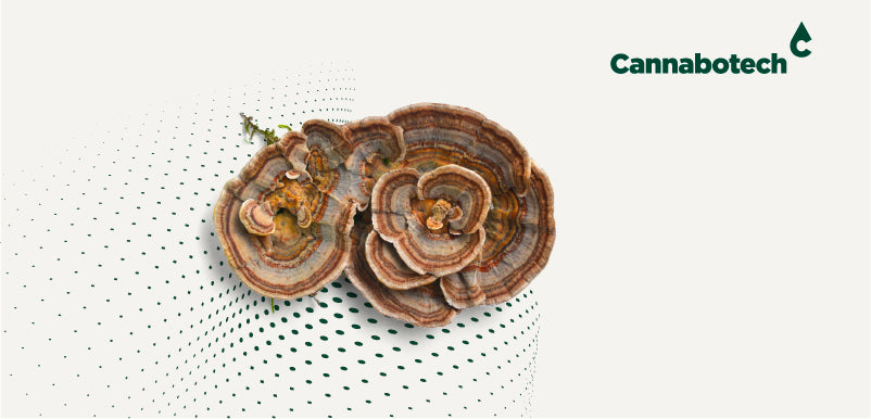 Turkey Tail Mushroom