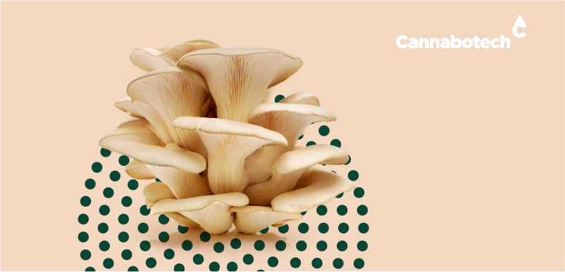 Oyster Mushroom Benefits UK