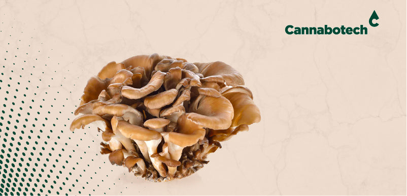 Maitake Mushrooms Benefits
