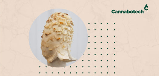 Shaggy Mane Mushroom Benefits