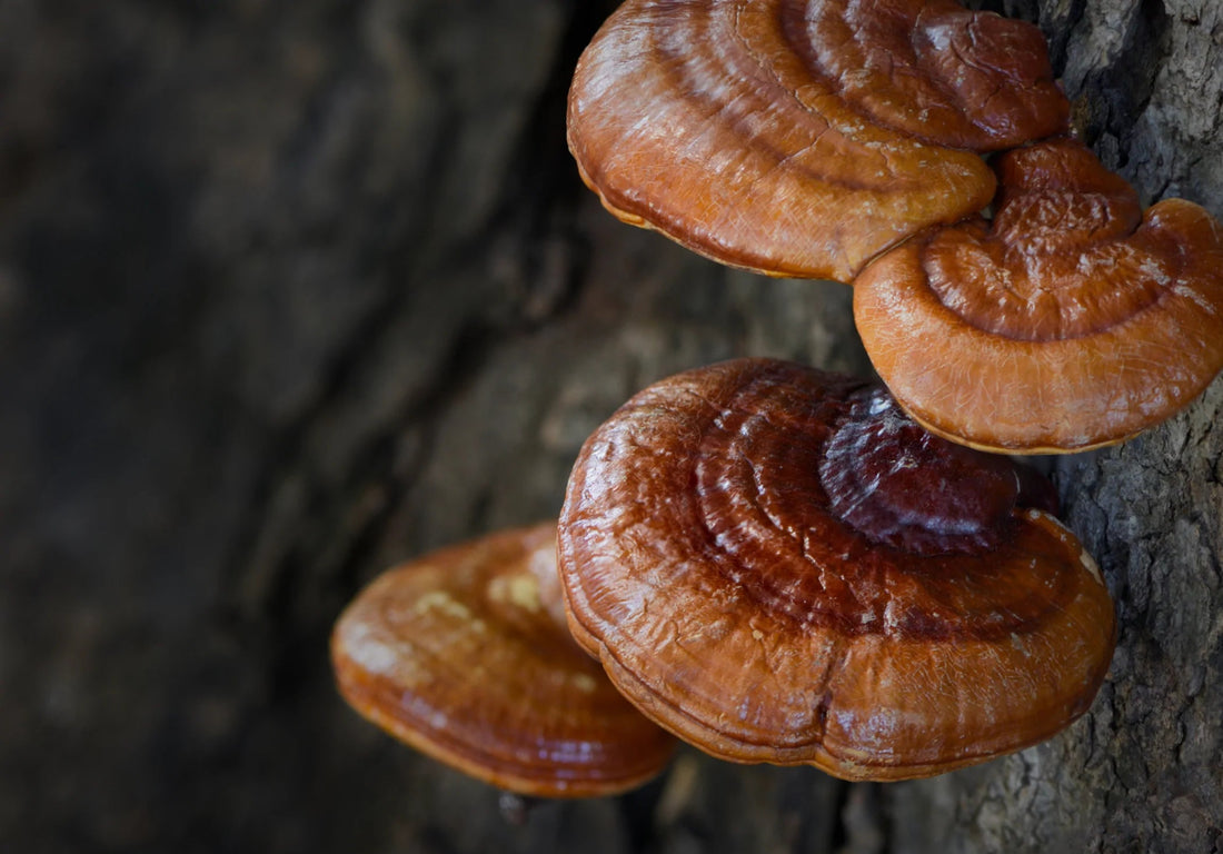 5 Best Mushrooms for Your Health & Immunity - Cannabotech
