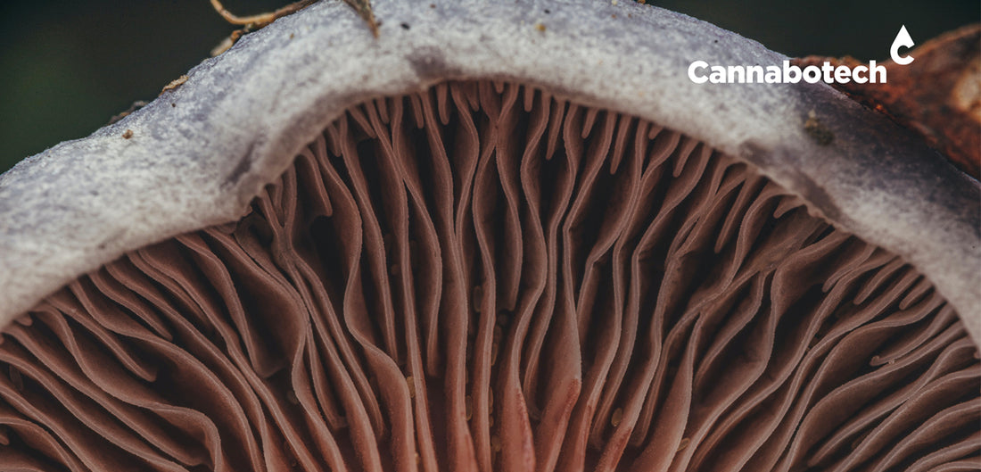 best mushrooms for gut health