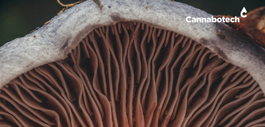 best mushrooms for gut health