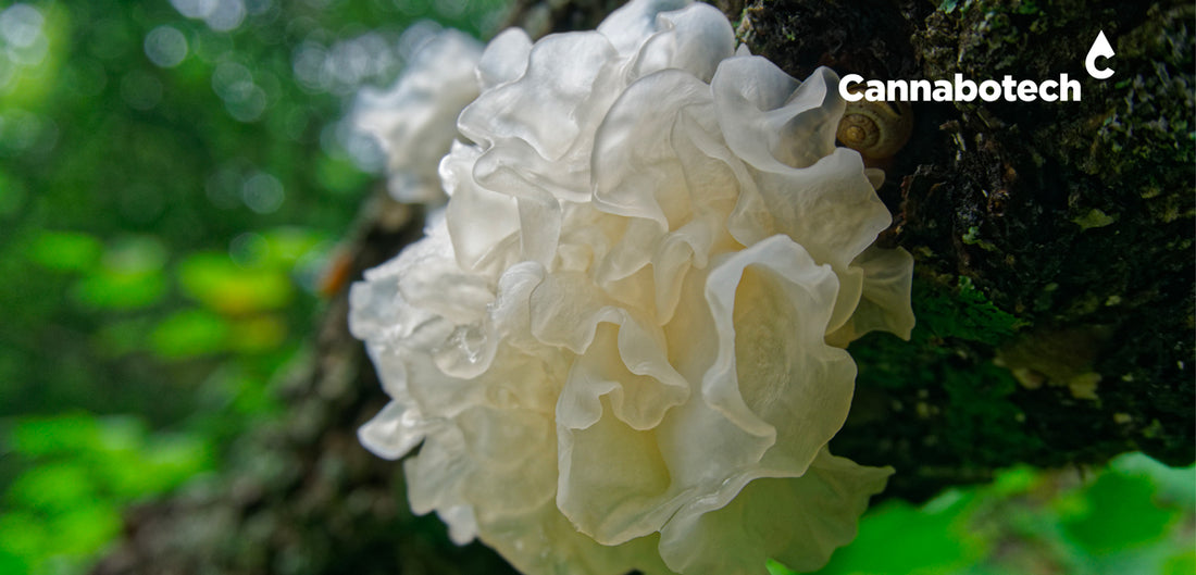 Mushrooms for Anxiety and Depression