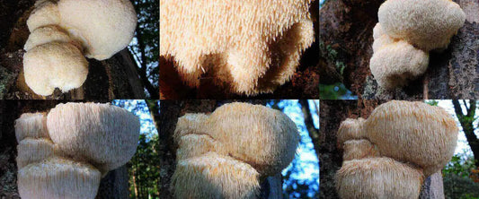 lion's mane mushroom